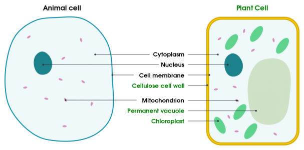 organisation-of-an-organism-igcse-biology-notes-2020