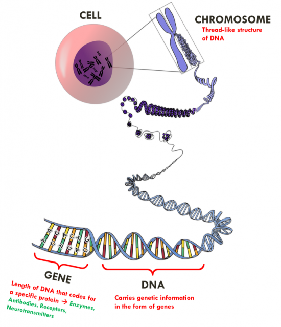 Inheritance - IGCSE Biology Notes (2020)