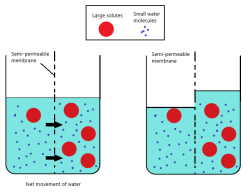 Movement In And Out Of Cells - IGCSE Biology Notes (2020)