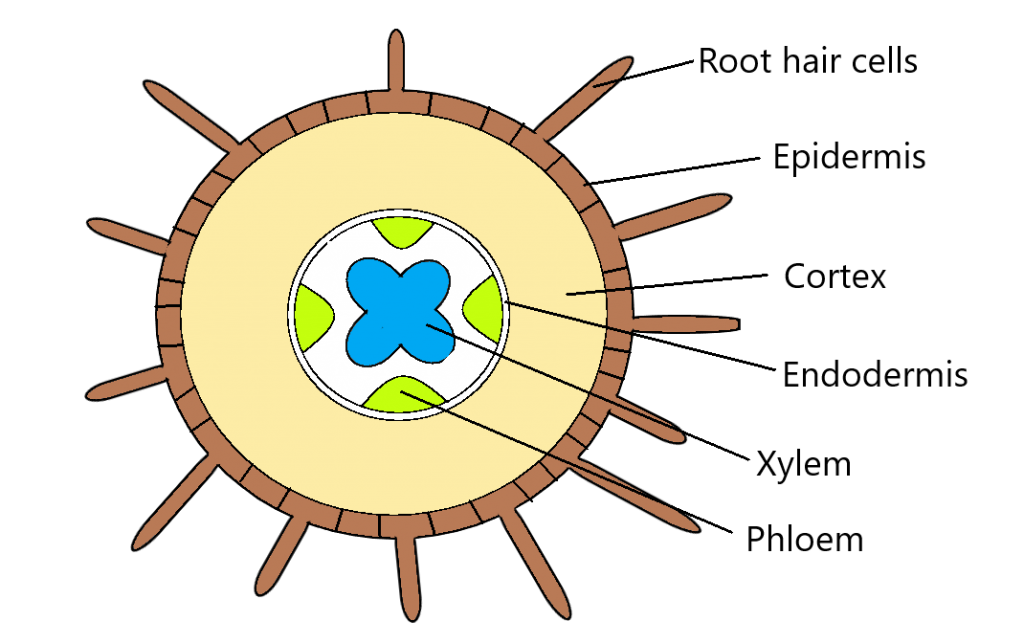 Drastically. Plant root hair Cell. Water and Mineral transporte in Plants Puzzle. Why Plant root hair Cell is good.