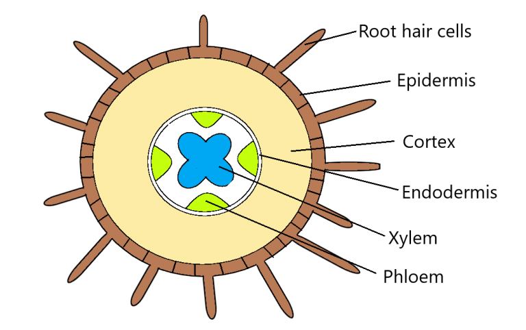 Plant Transport - IGCSE Biology Notes (2020)