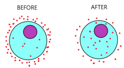 Movement In And Out Of Cells - IGCSE Biology Notes (2020)