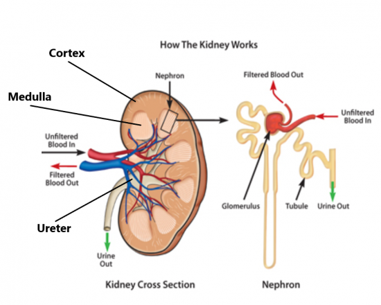 A Level Biology Kidney Structure