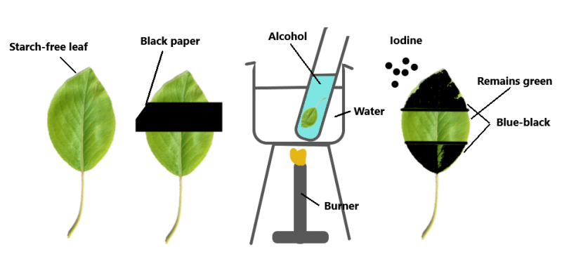 ethanol leaf experiment