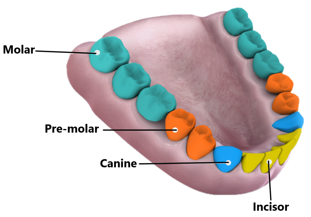 the-anatomy-of-a-tooth-in-four-parts-arc-dental